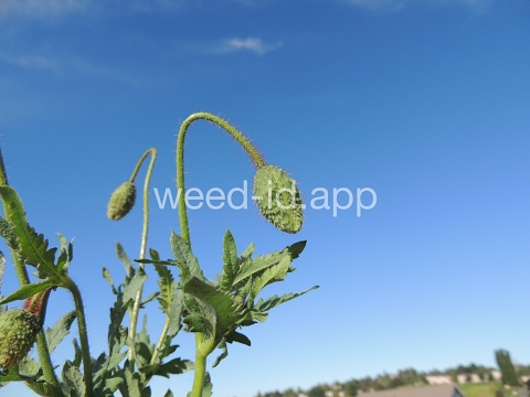 poppy, corn